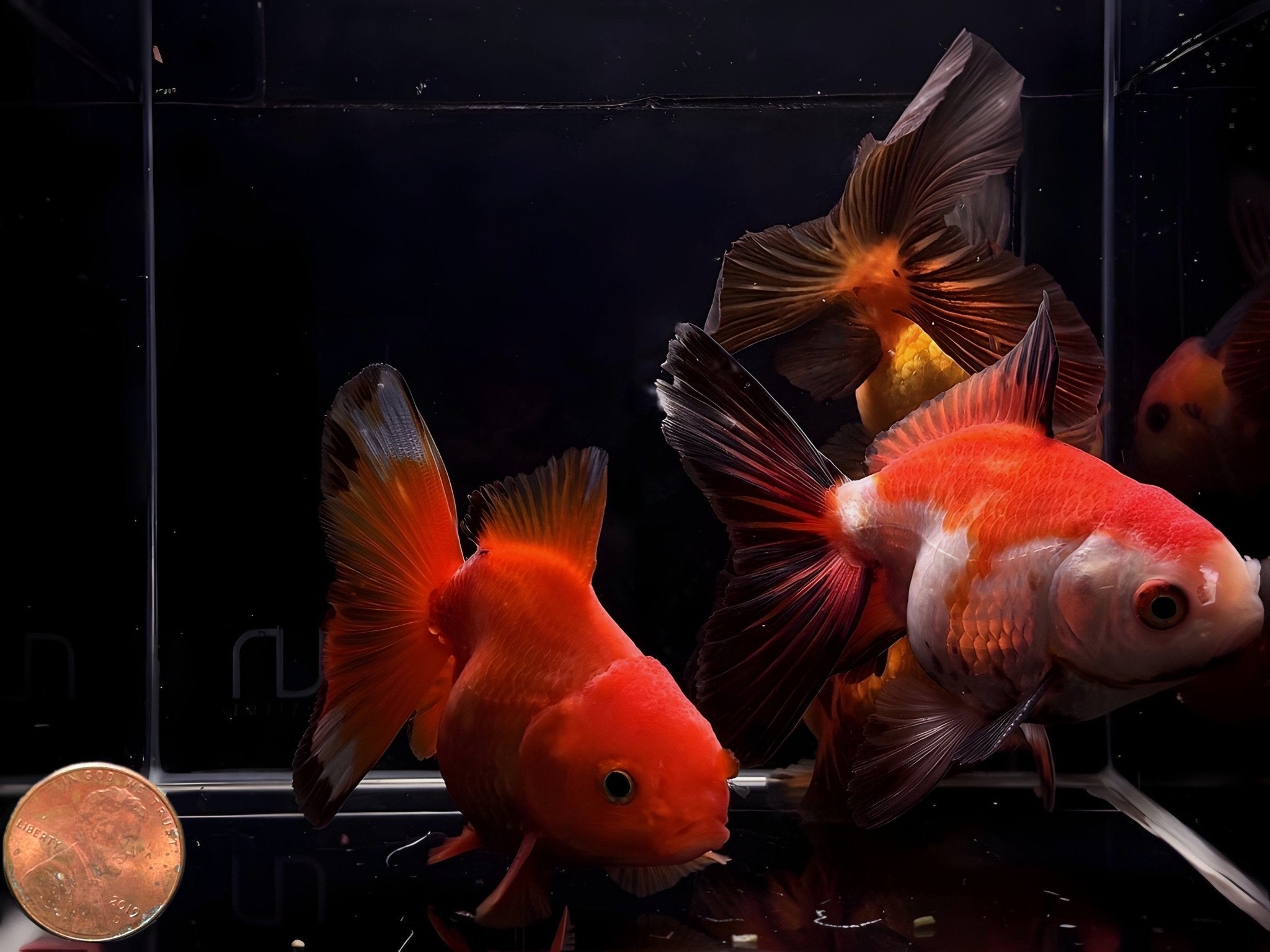 Assorted Thailand Oranda Goldfish - 3.25" - 3.5" - Aqua Huna