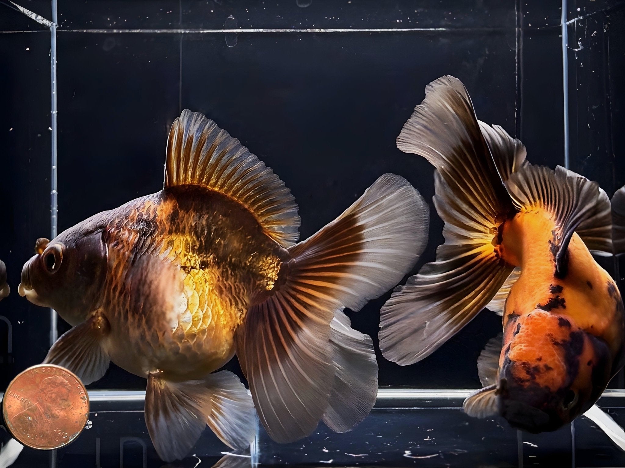 Assorted Thailand Oranda Goldfish - 4" - 4.5" - Aqua Huna