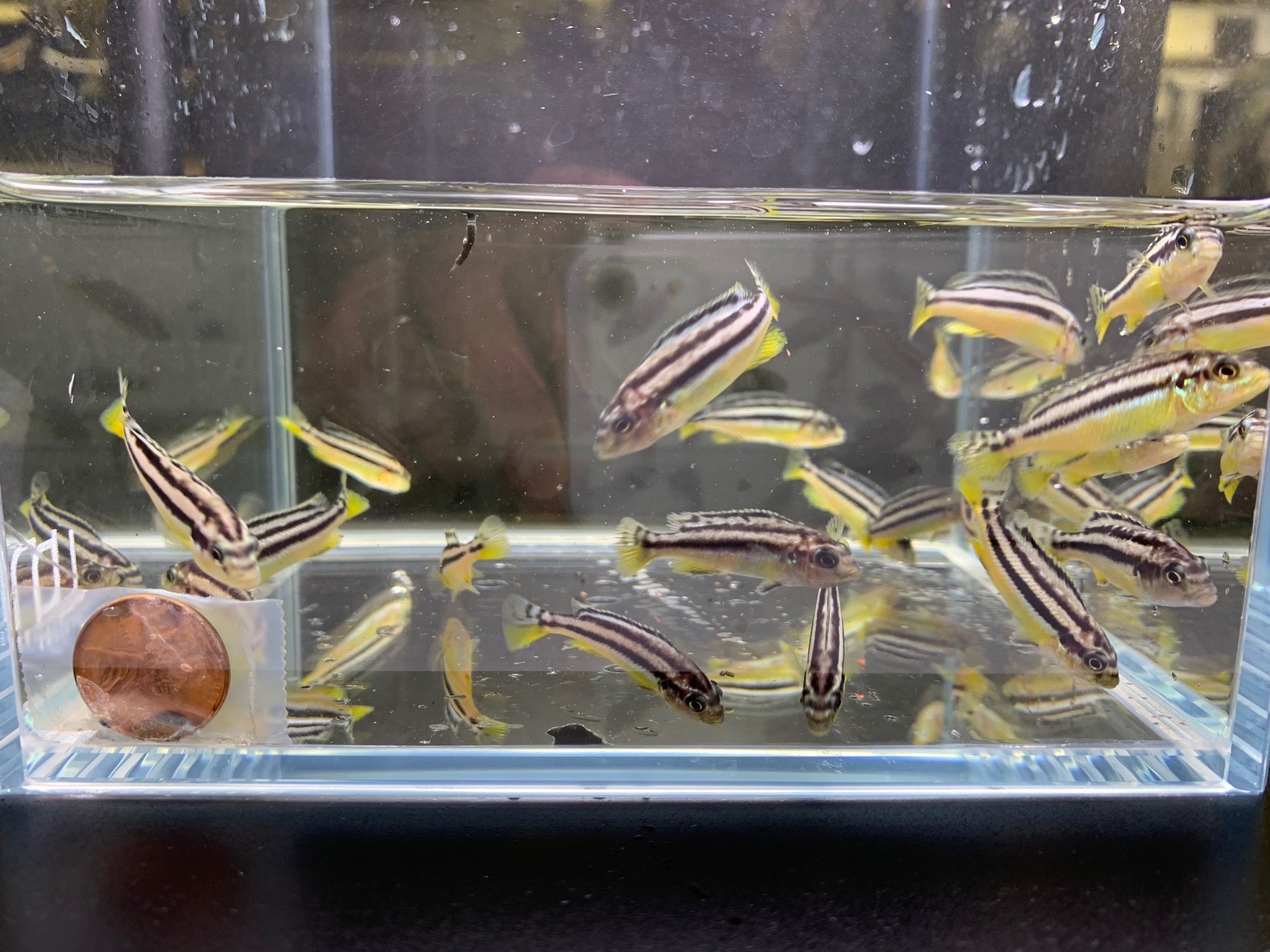 Auratus - Vibrant Cichlid Species