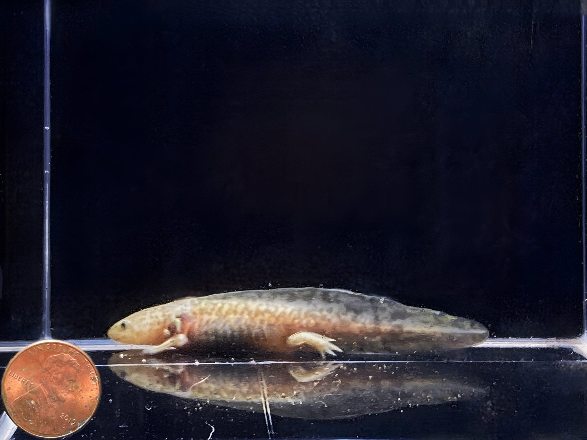 Axolotl - Aqua Huna