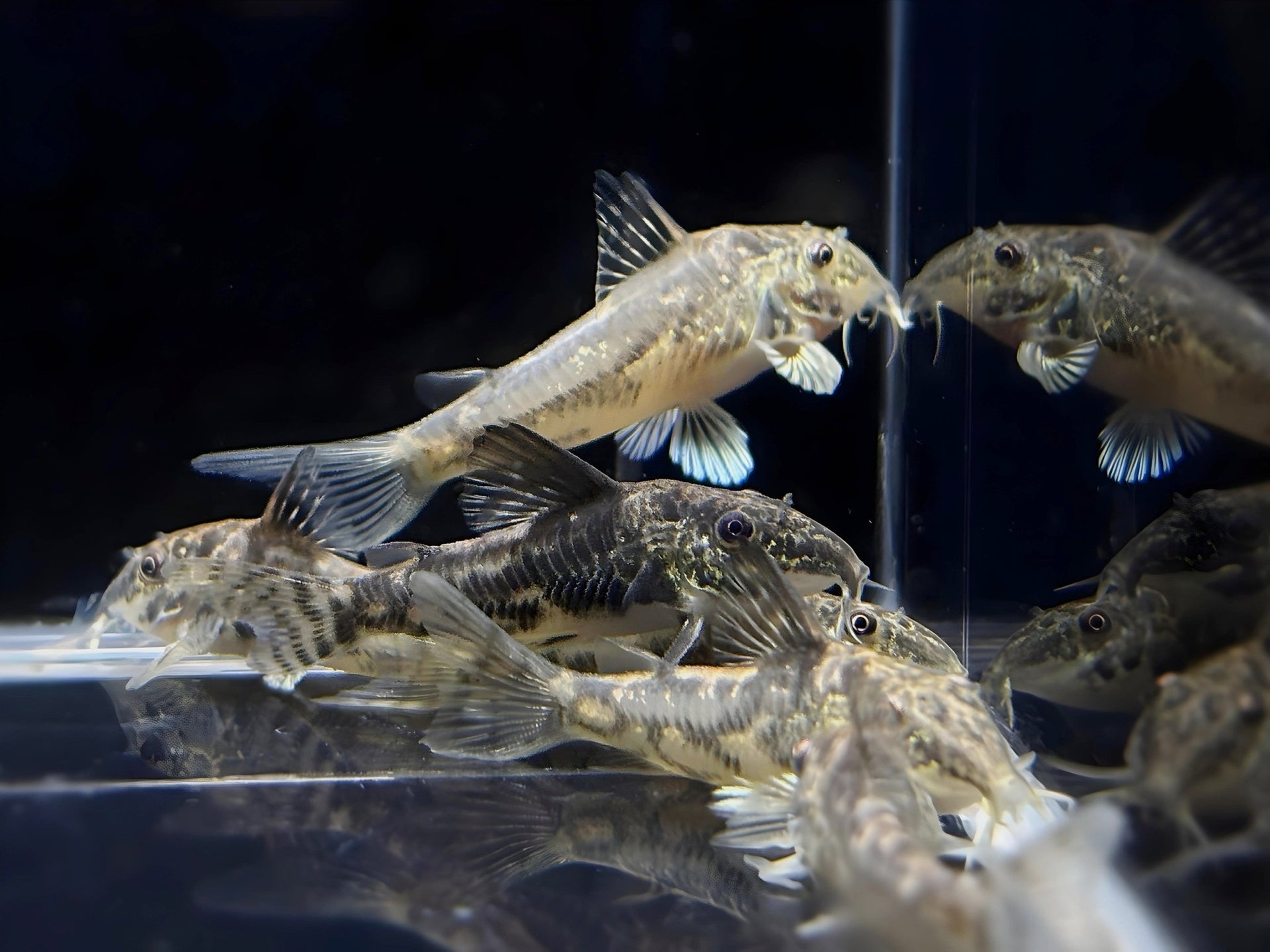 Barbatus Cory