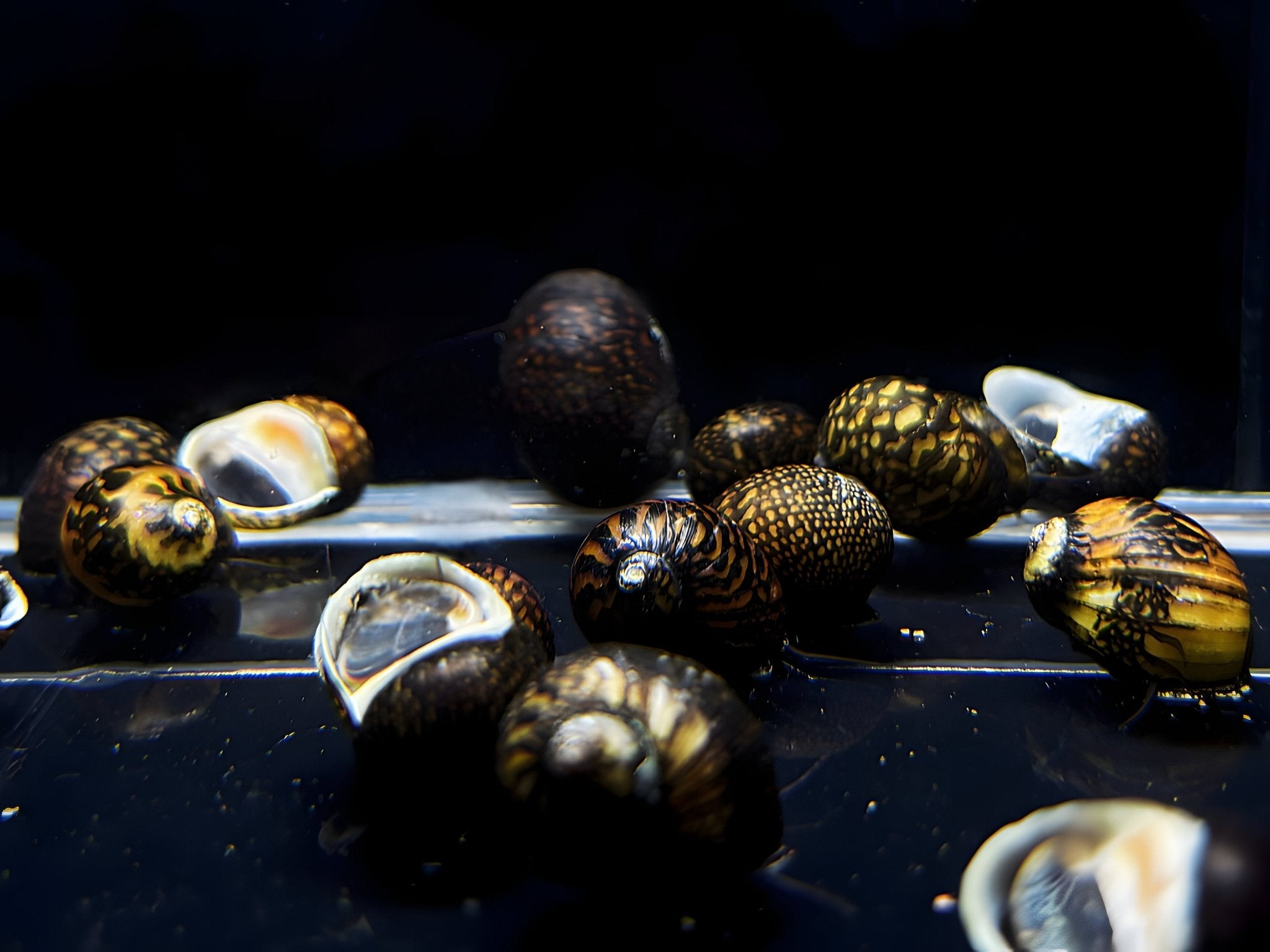 Batik Nerite Snail - Aqua Huna