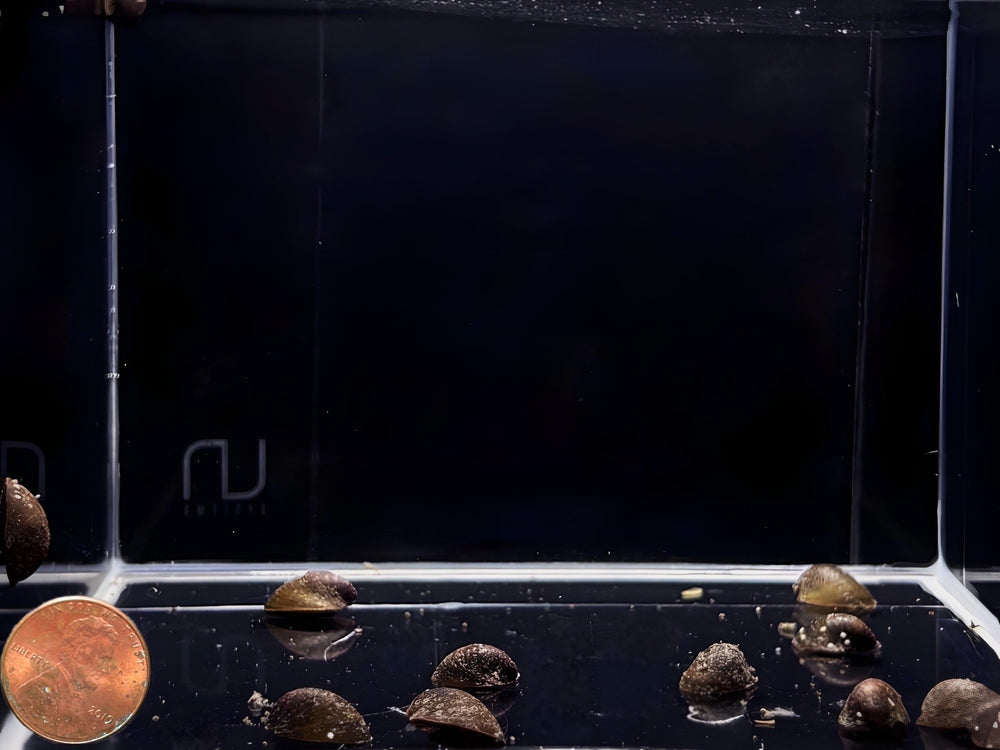 Batman Nerite Snail - Unique Patterned Aquarium Snail
