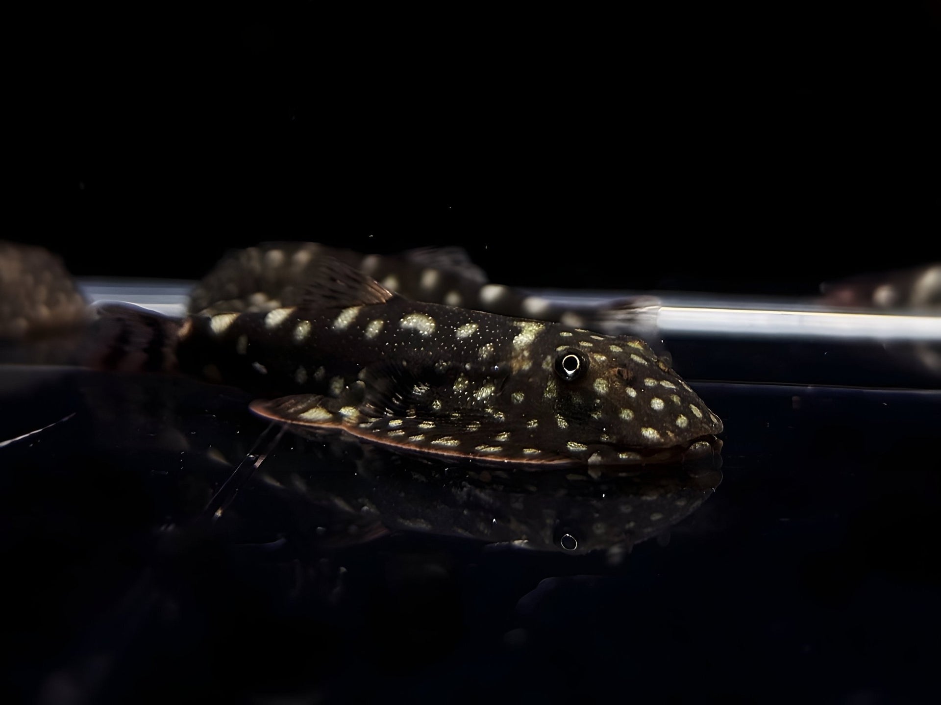 Hillstream Loach | Big Spot