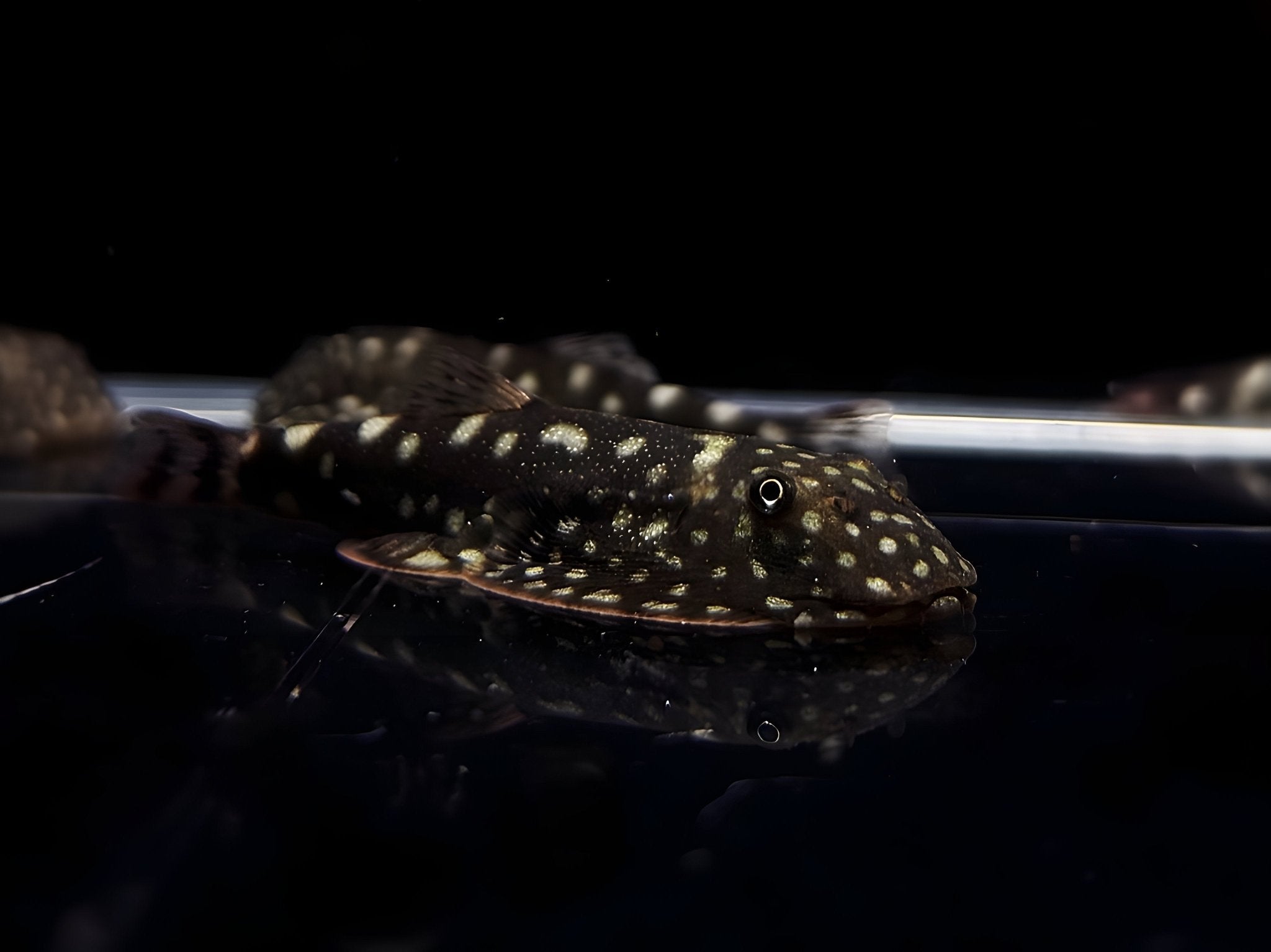 Big Spot Hillstream Loach - Aqua Huna
