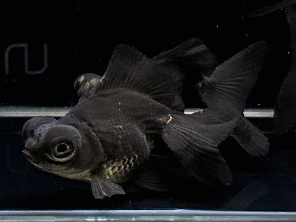 Black Butterfly Tail Goldfish - 3" - Aqua Huna