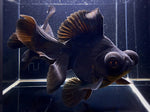 Black Butterfly Tail Goldfish - 4 - 4.5" - Aqua Huna