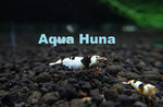 Black Crystal Shrimp (Grade S) - Aqua Huna