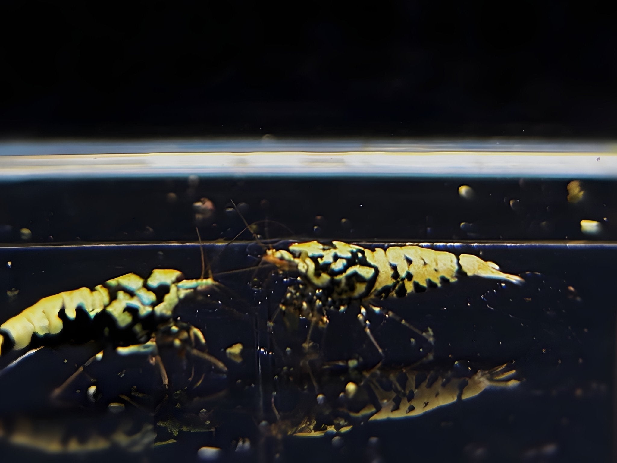 Black Galaxy Shrimp Mix - Aqua Huna