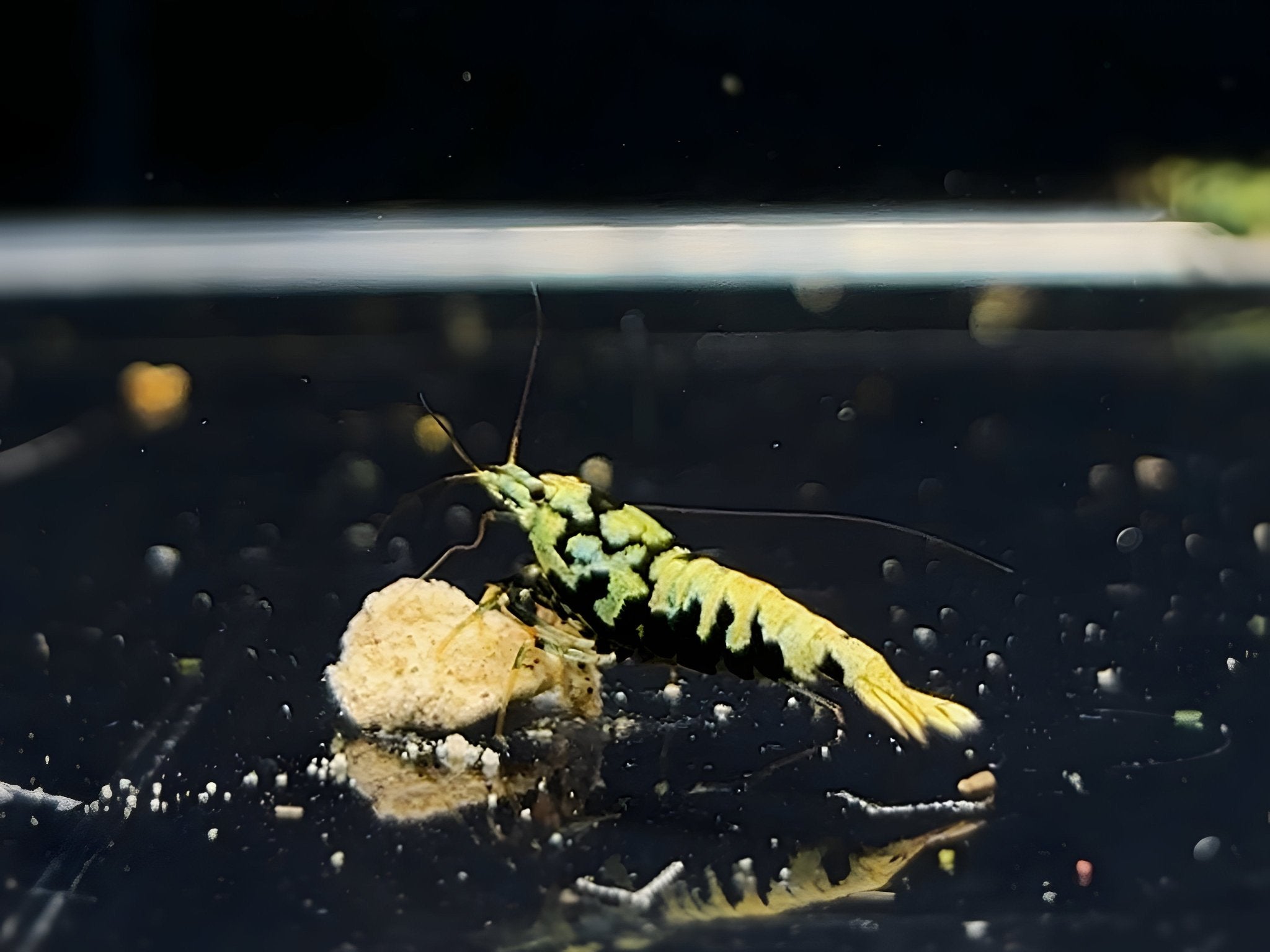 Black Galaxy Shrimp Mix - Aqua Huna