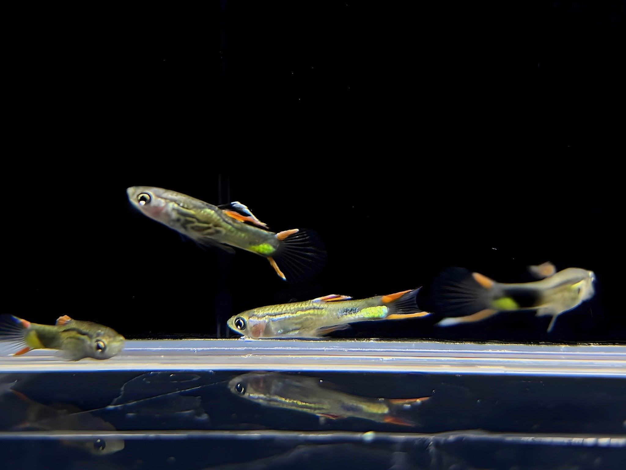Black Green Snakeskin Endler Pair - Aqua Huna