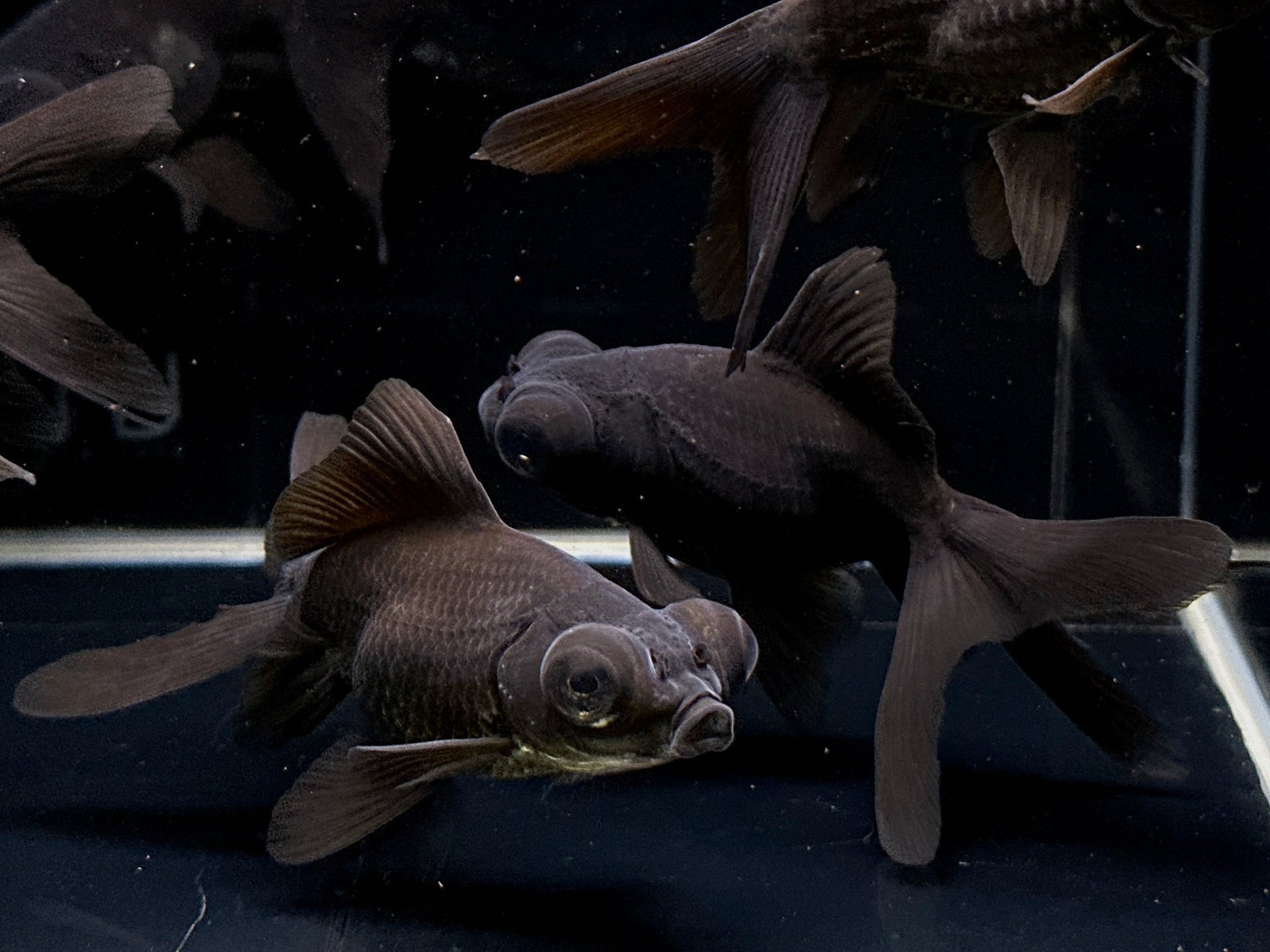 Tropical Fish Black Moor Goldfish Pets At Home Moor Fish Do Goldfish Turn  Black Black Moor, image size:1920x1440