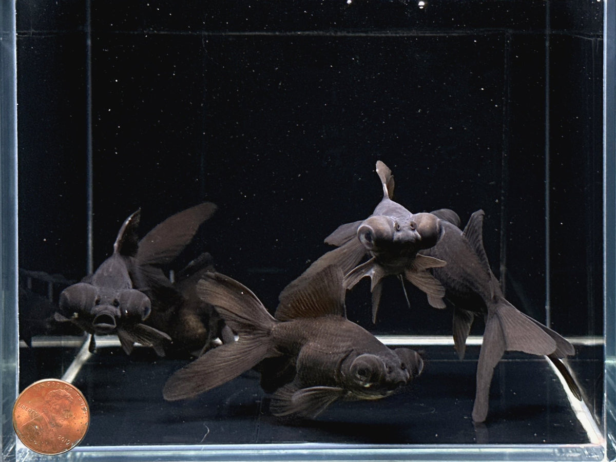Black Moor Goldfish (3