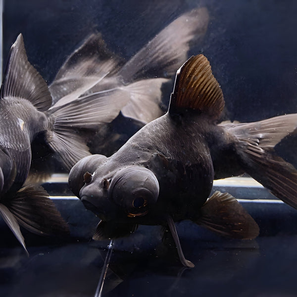 Black Moor Goldfish Hardy Fish for Aquariums