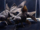 Black Moor Goldfish - 3.75" - Aqua Huna