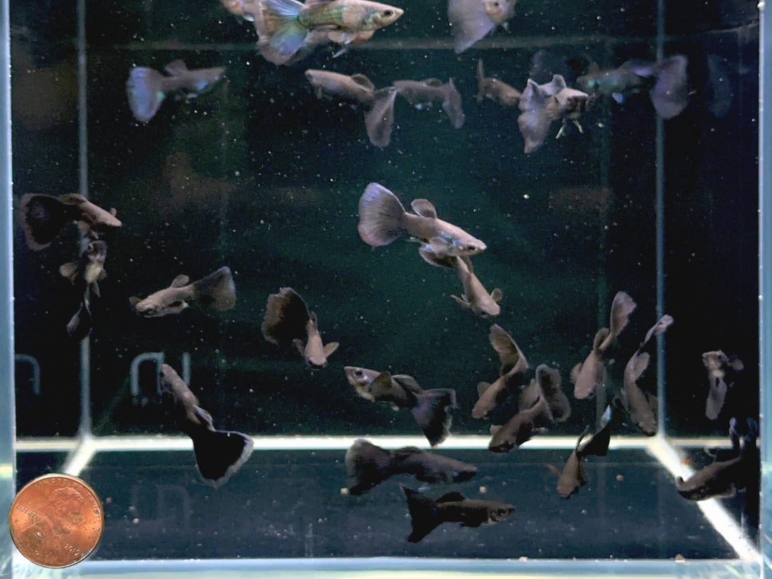 Black Moscow Guppy (Male) - Elegant Livebearer Fish for Sale