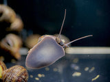 Black Mystery Snail - Aqua Huna