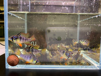 Apistogramma Agassizii Super Red
