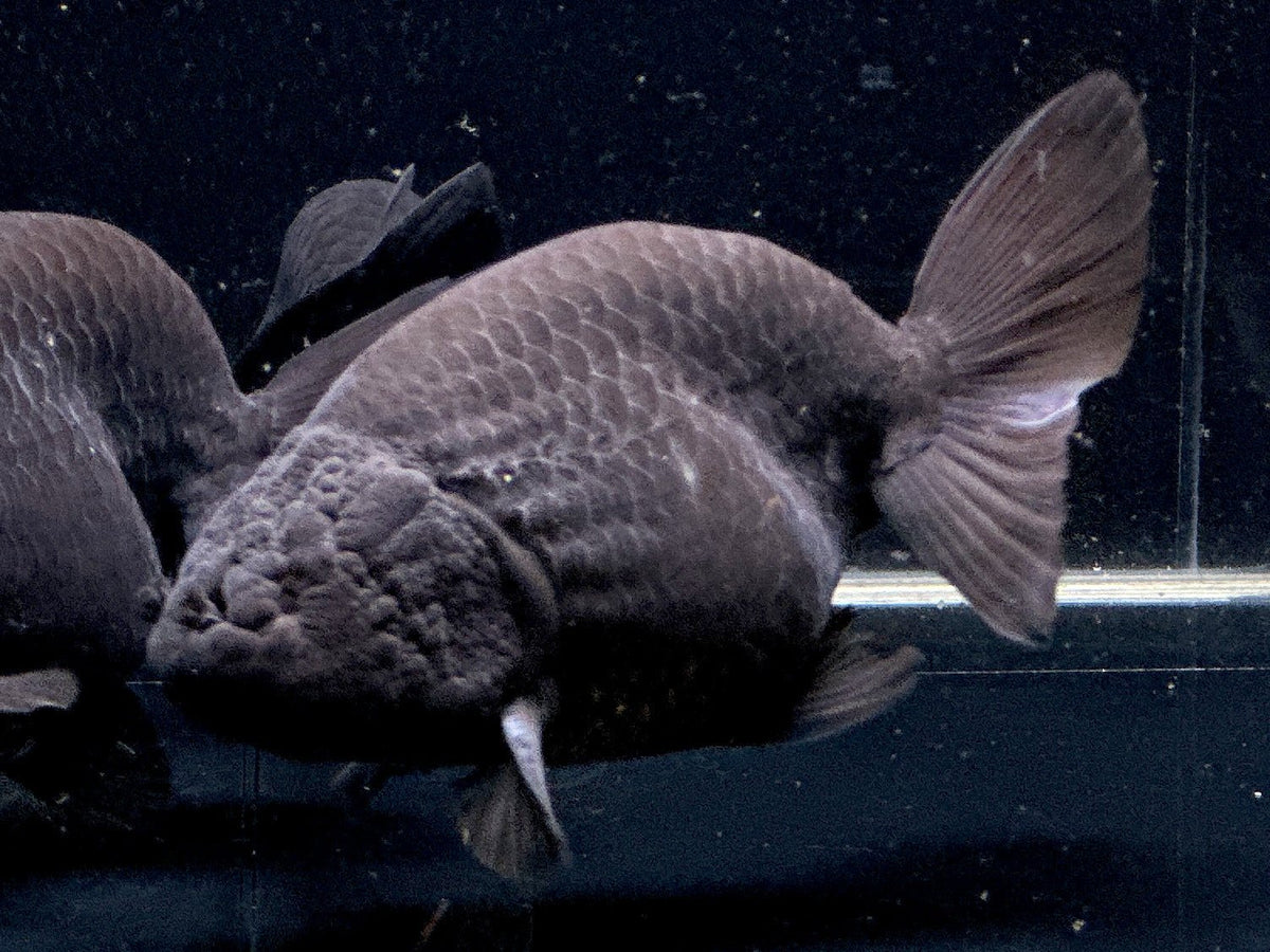 Black Ranchu Goldfish (3