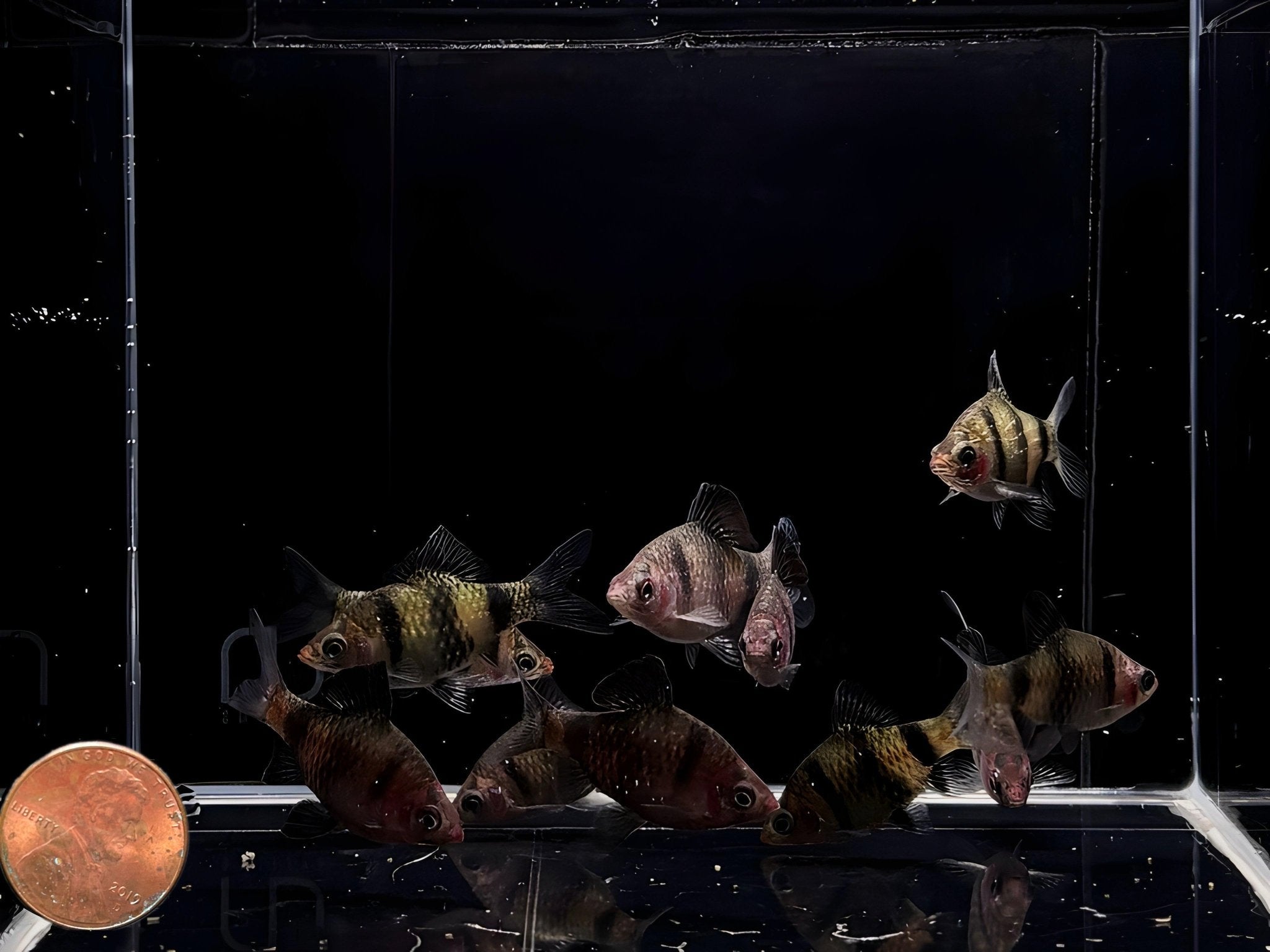 Black Ruby Barb - Aqua Huna