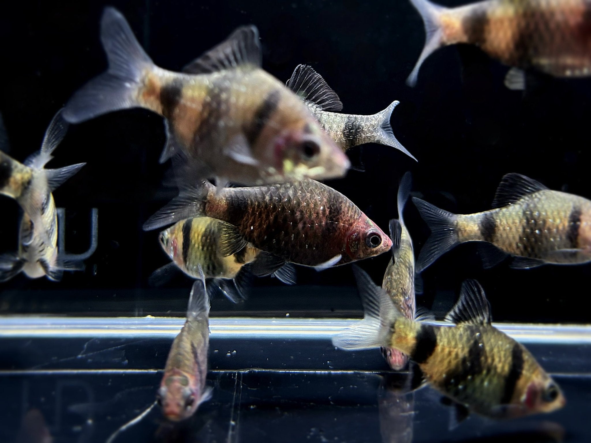 Black Ruby Barb - Aqua Huna