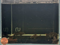 Orange Venezuelan Cory