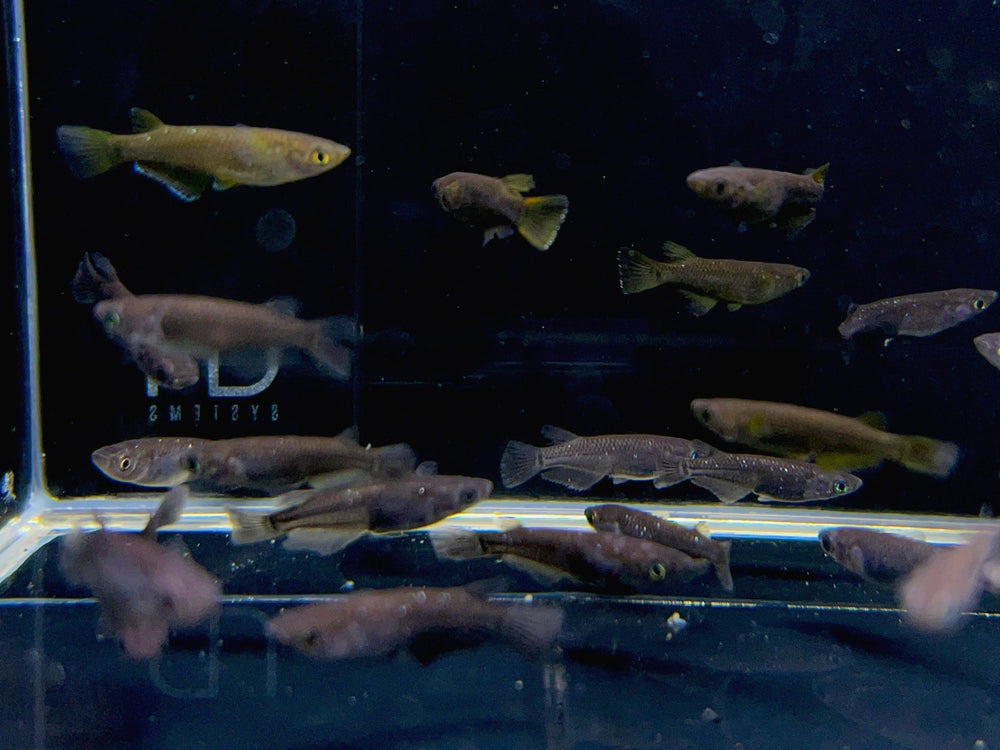 Ricefish | Unique Freshwater Aquarium Fish