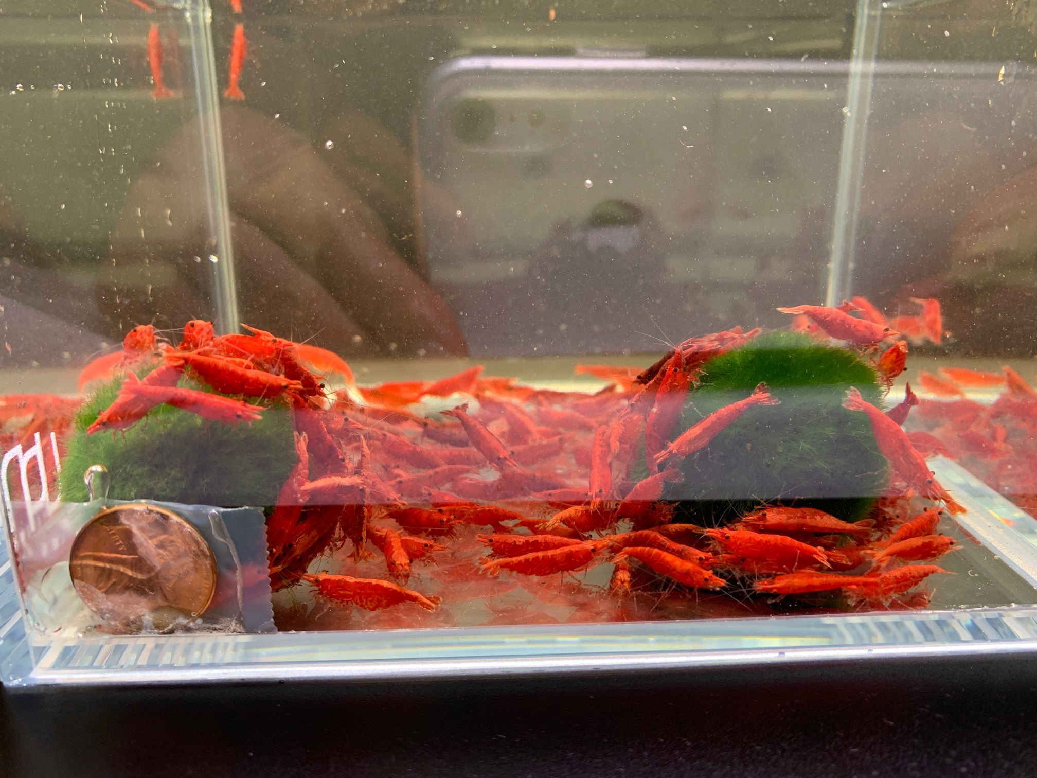 Bloody Mary Shrimp - Vivid Aquatic Elegance