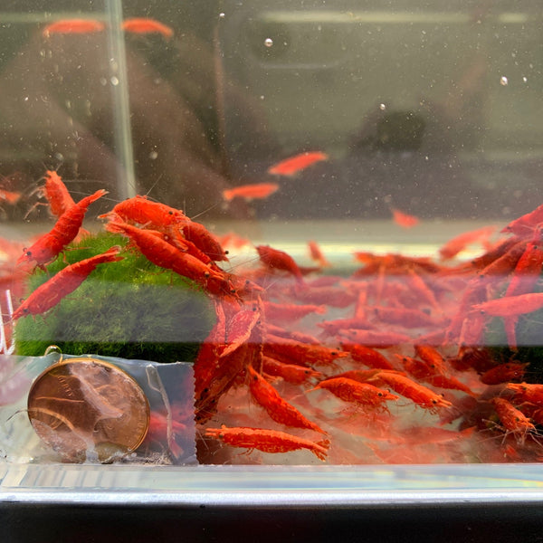 Bloody Mary Elix long chain ガーネット blood-mary-shrimp-