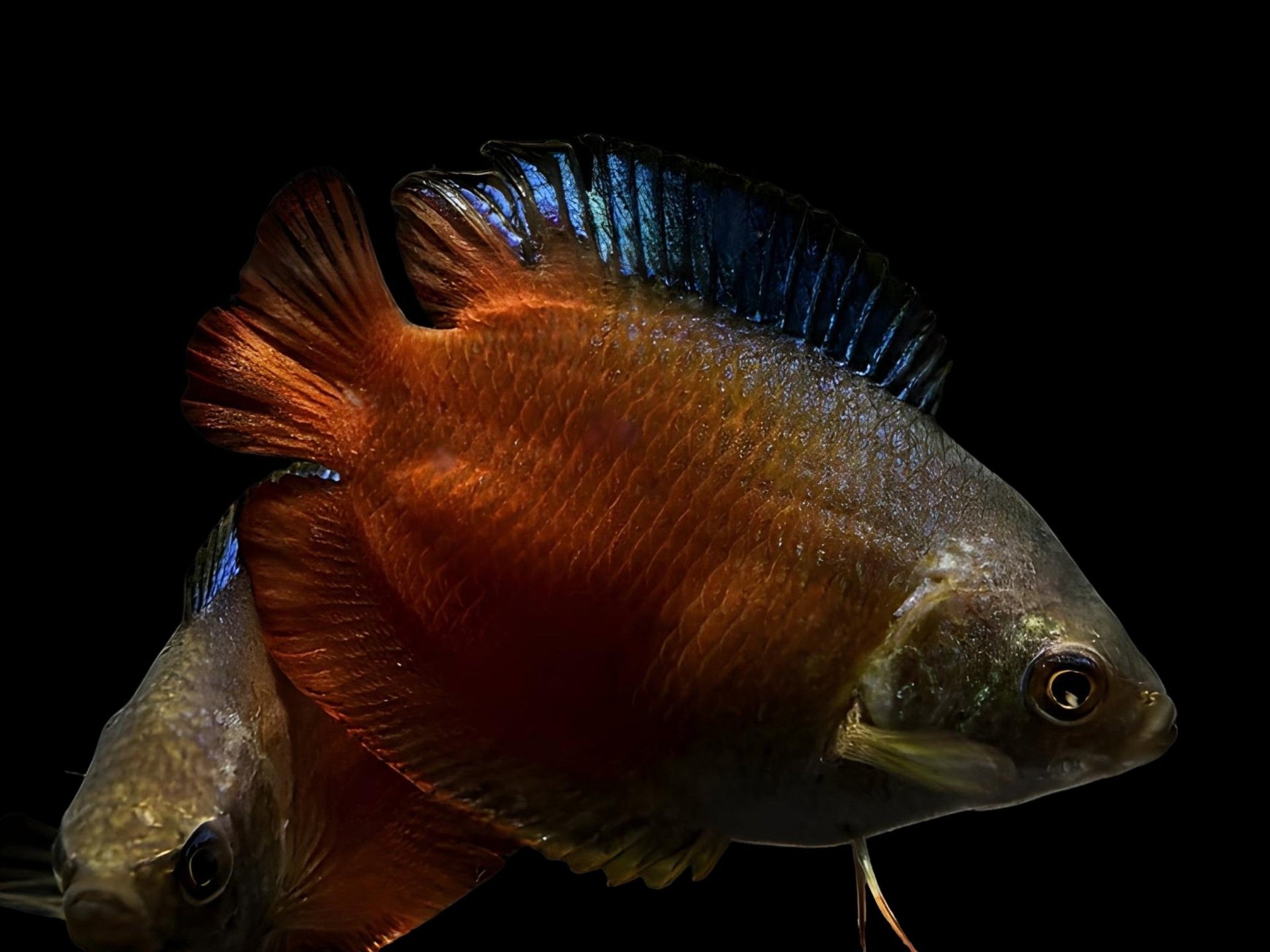Blood Red Dwarf Gourami
