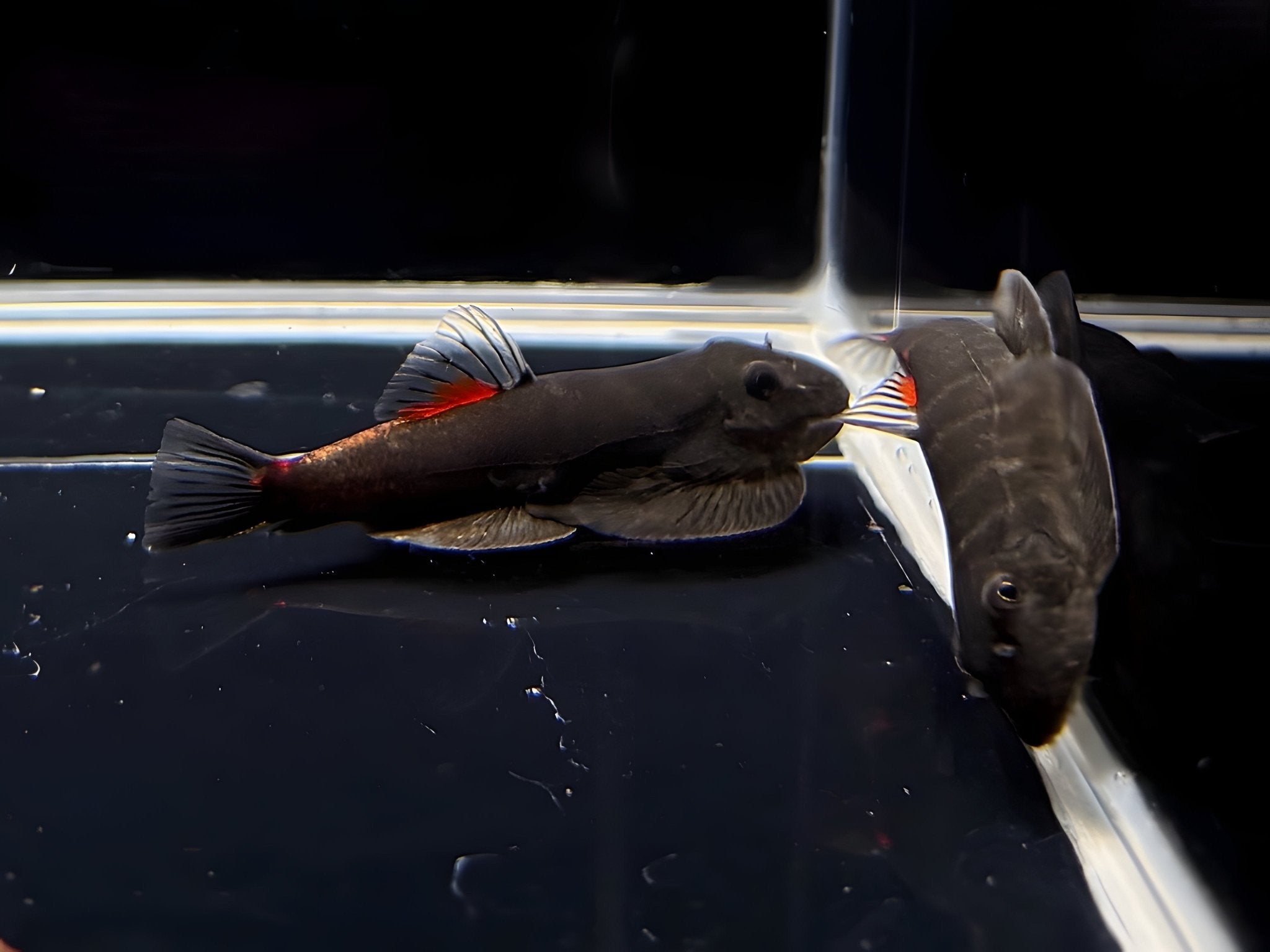 Bloody Mary Hillstream Loach - Aqua Huna