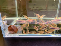Electric Blue Acara