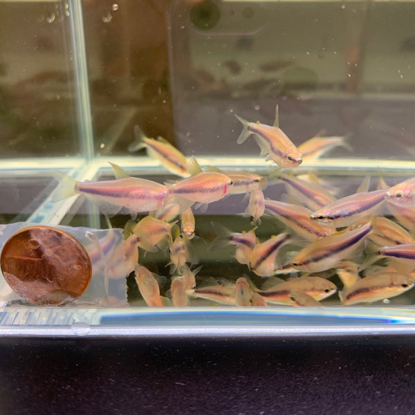 自家製絵の具Blue Emperor Tetra ハーフパン