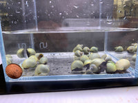 Blueberry Snail