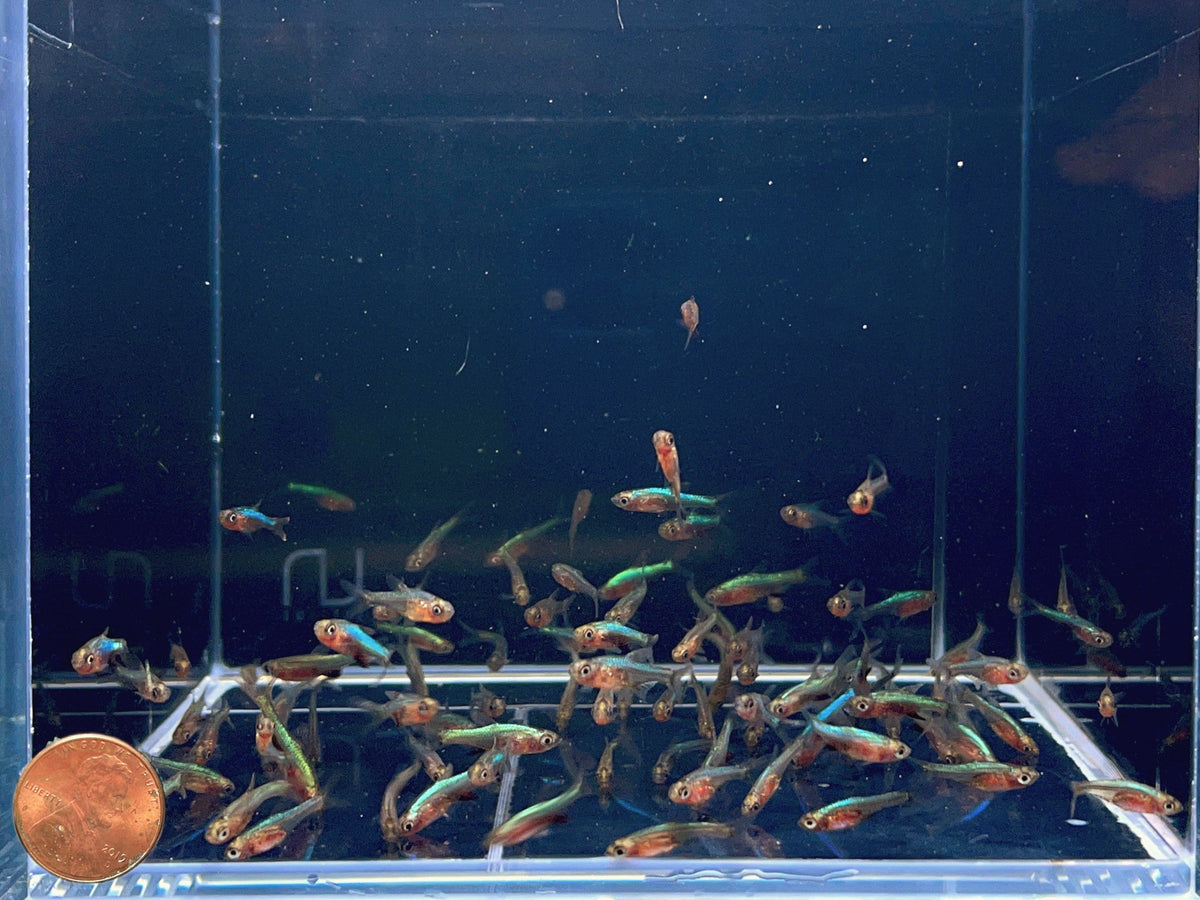 Blue Neon Rasbora - Tiny Luminescent Gem
