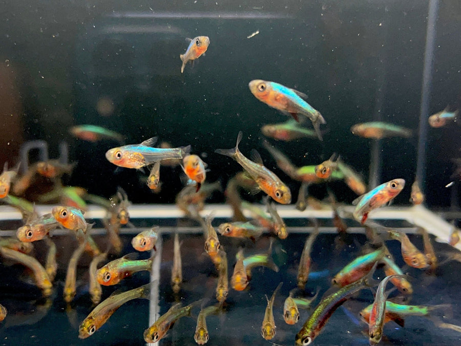 Blue Neon Rasbora - Tiny Luminescent Gem