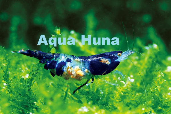 Blue Rili Shrimp - Aqua Huna