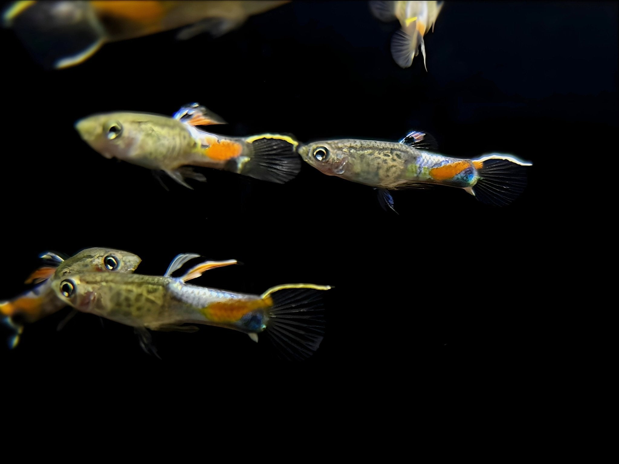 Blue Snakeskin Endler Pair - Aqua Huna