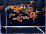 Blue Variegated Guppy Males - Aqua Huna