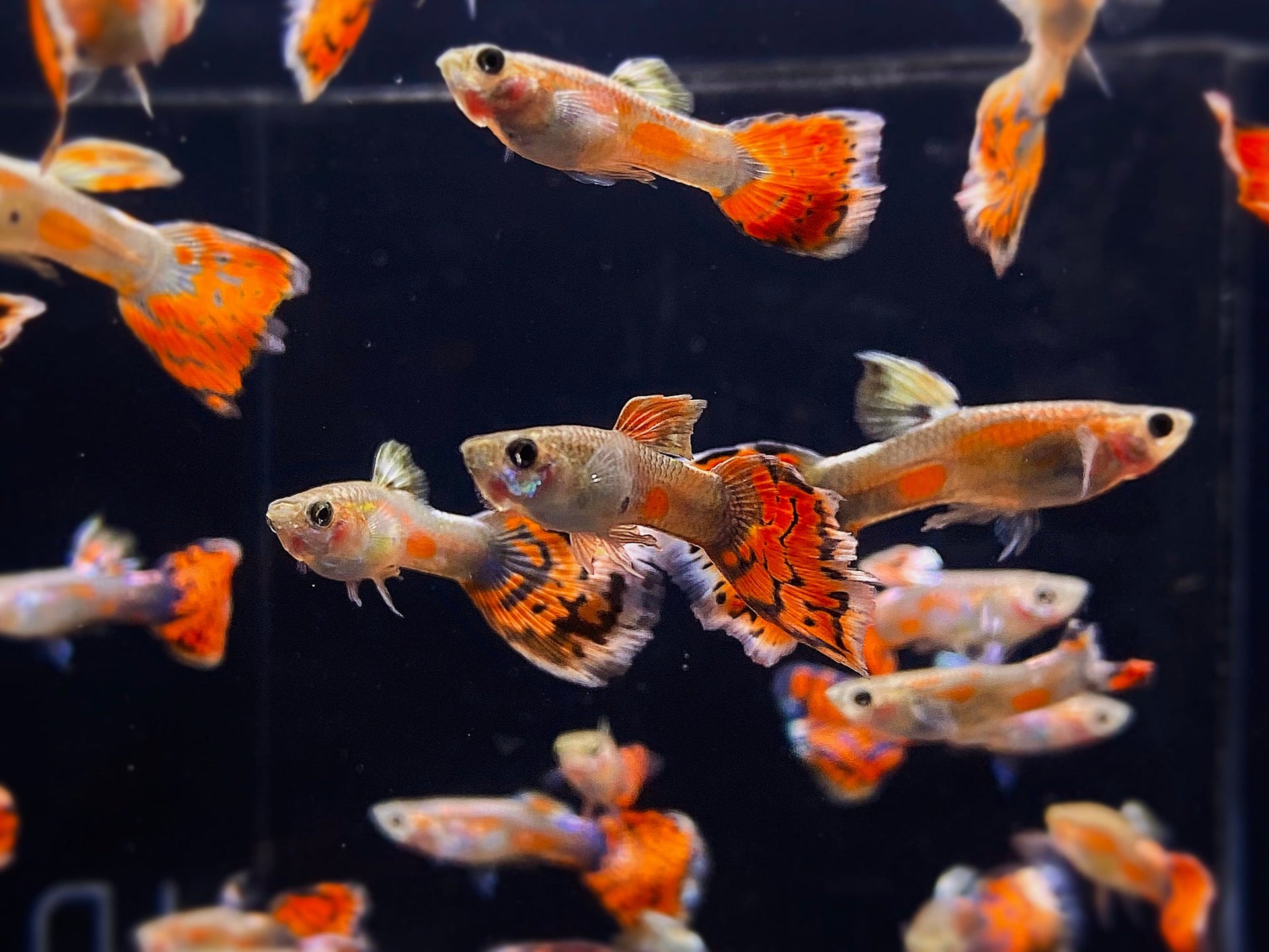 Blue Variegated Guppy Males