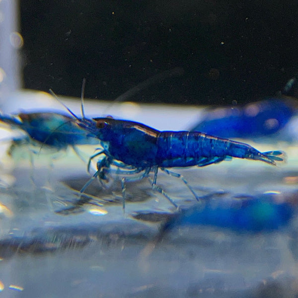 Blue Velvet Shrimp