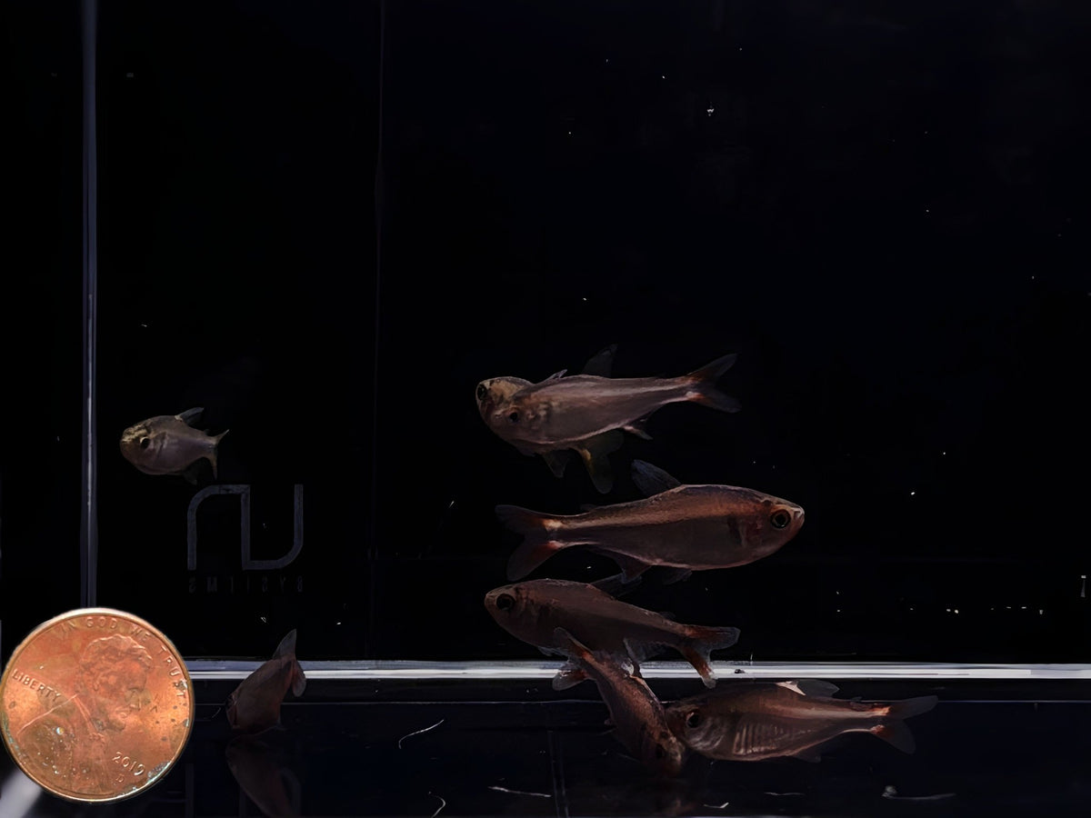 Blueberry Tetra - Colorful Freshwater Community Fish