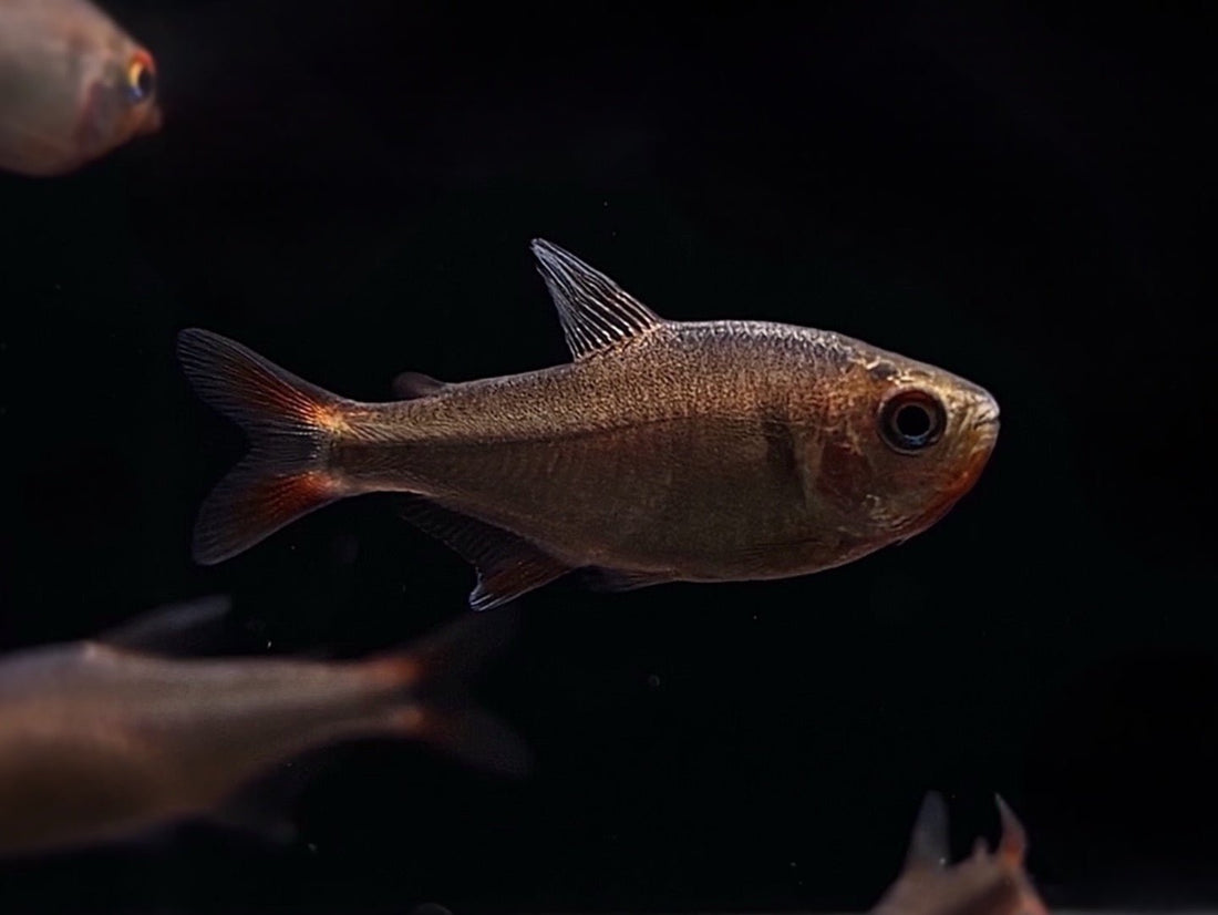 Blueberry Tetra - Colorful Freshwater Community Fish