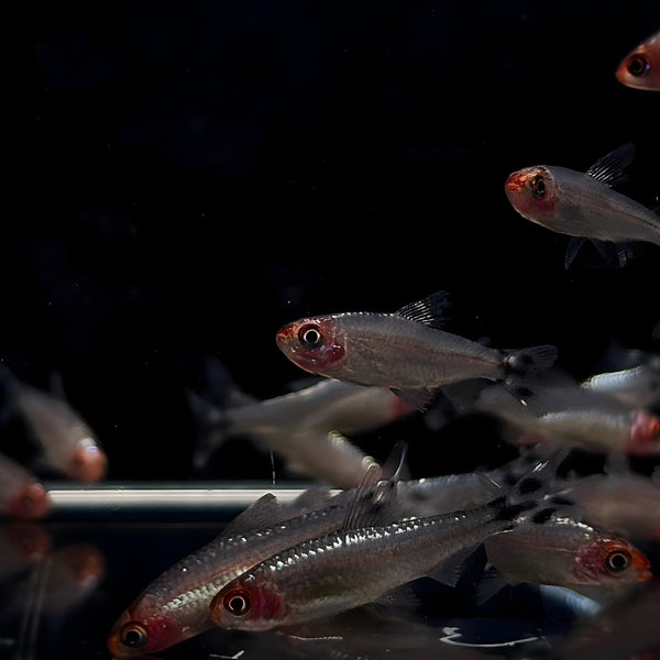 Brilliant Rummynose Tetra - Vibrant Schooling Fish for Sale