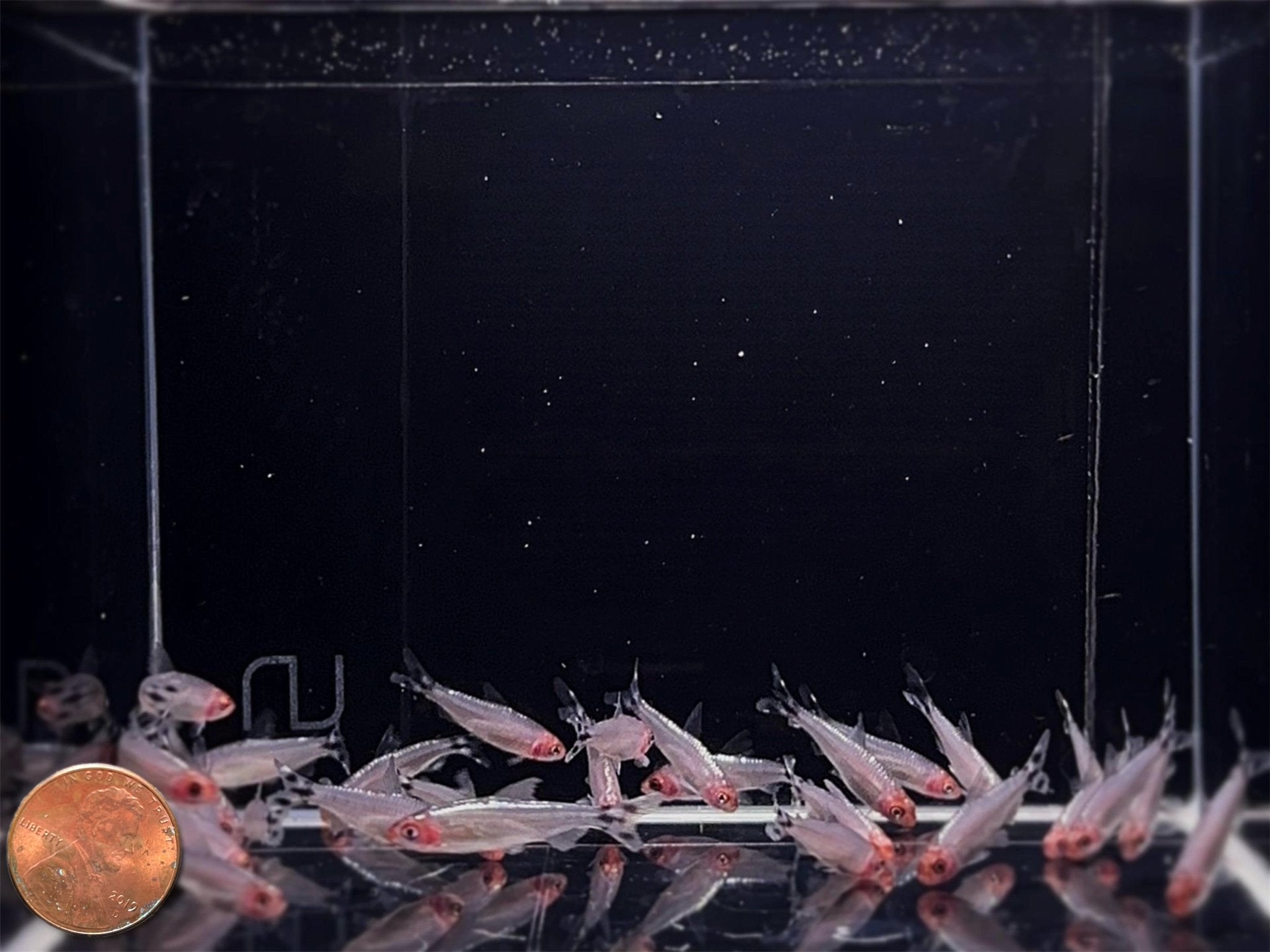 Brilliant Rummynose Tetra - Aqua Huna