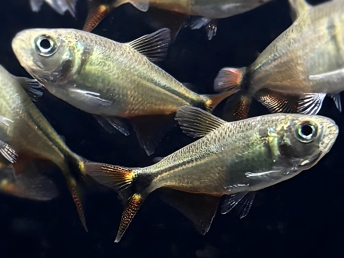 Buenos Aires Tetra - Aqua Huna