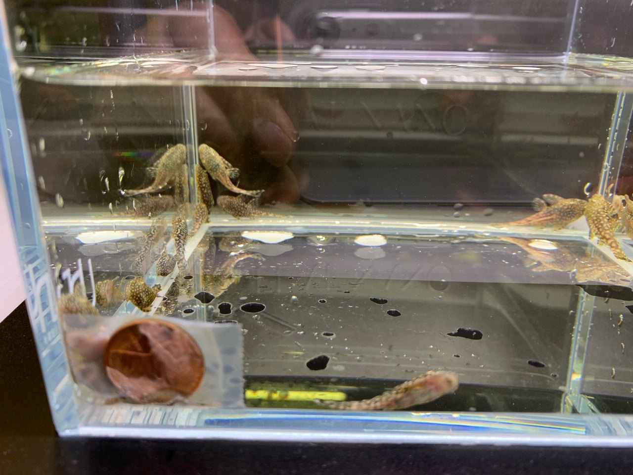 Bushy Nose Pleco (1 inch) - Aqua Huna