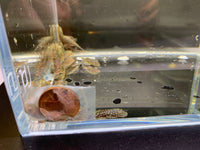 Bushy Nose Pleco (1 inch)