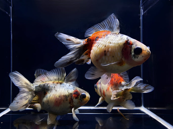 Calico Pearlscale Goldfish (3
