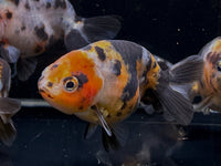 Calico Ranchu Goldfish - 3" - Aqua Huna